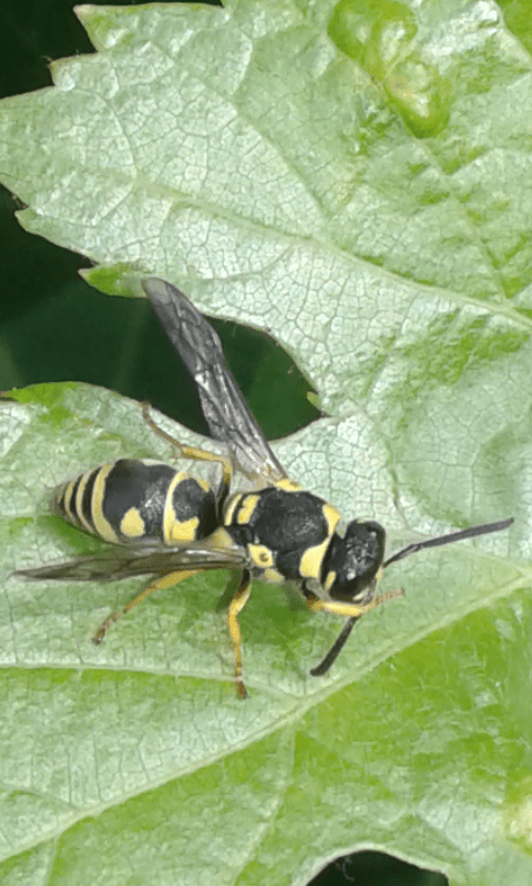 Vespidae Eumeninae: Allodynerus floricola, femmina